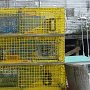 lobster cages